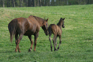 breeding